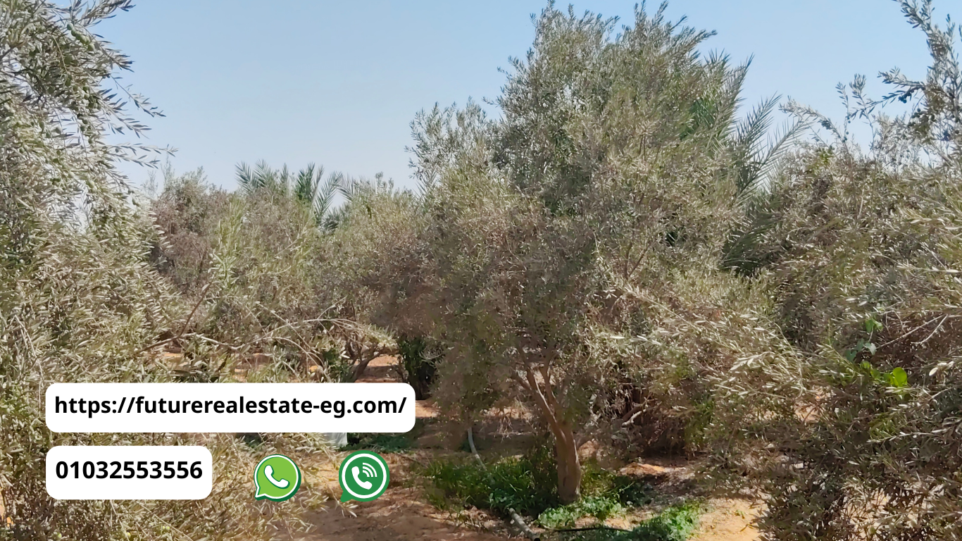 مزارع للبيع قرب العاشر من رمضان 2025