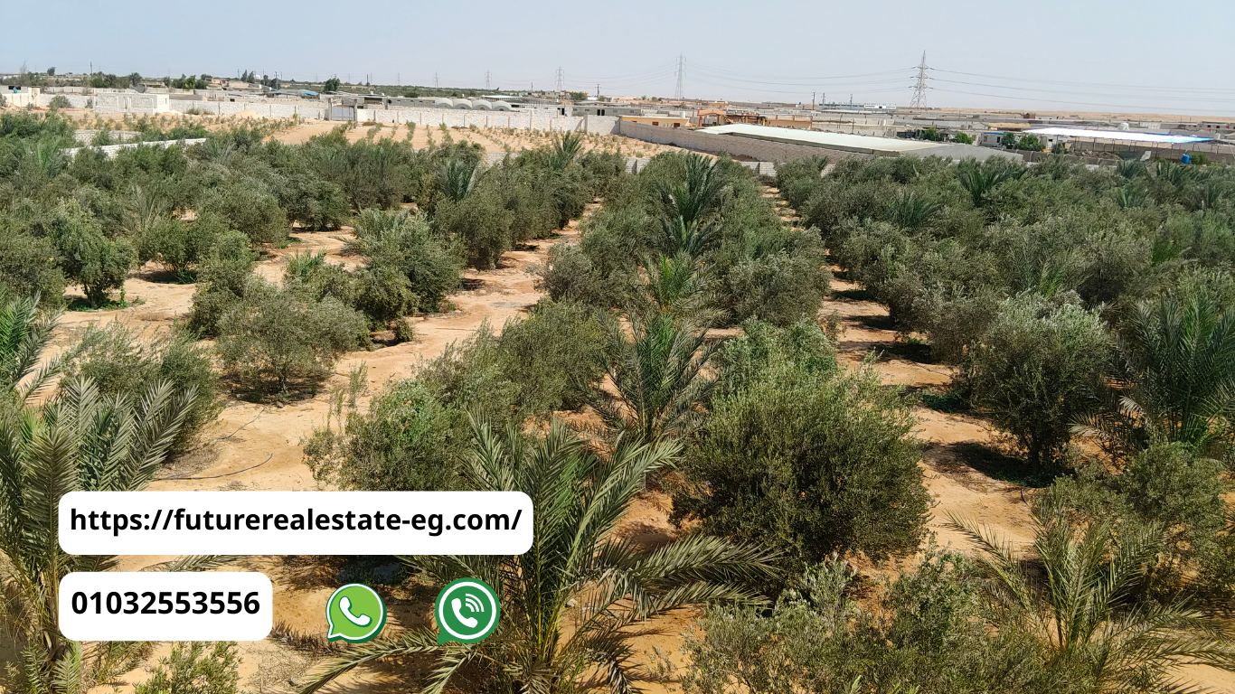 مزارع للبيع قرب العاشر من رمضان 2025