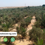 مزرعة 5 فدان بلح وزيتون للبيع قرب العاشر من رمضان – مسجَّلة شهر عقاري