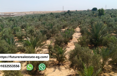 مزرعة 5 فدان بلح وزيتون للبيع قرب العاشر من رمضان – مسجَّلة شهر عقاري