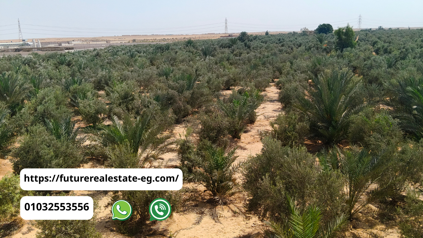 مزارع للبيع قرب العاشر من رمضان 2025